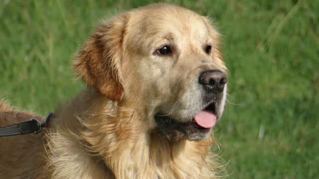 Golden Retriever with a happy expression, standing in a grassy area.