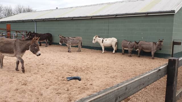 Six donkeys of various colors in a sandy enclosure next to a green building at Manor Grange Equestrian.