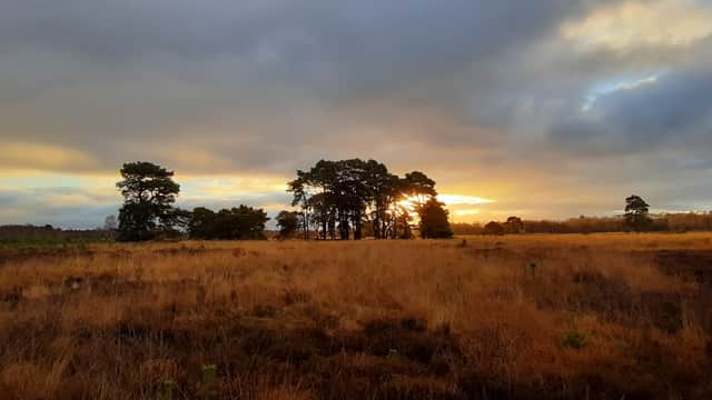 Sunset over Strensall Common, with silhouetted trees and golden grassland under a cloudy sky.