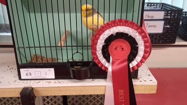 A yellow bird in a cage, with red and black rosettes displayed nearby, indicating awards.