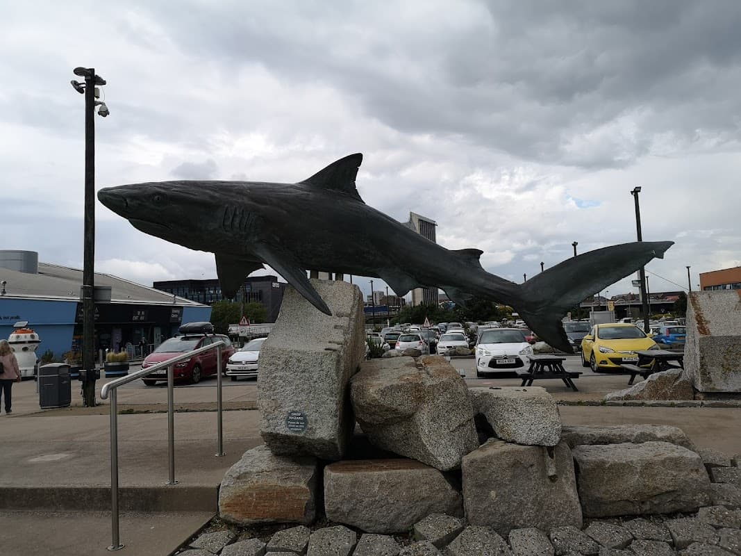 Bronze shark sculpture on rocks, with parked cars and buildings in the background under a cloudy sky.