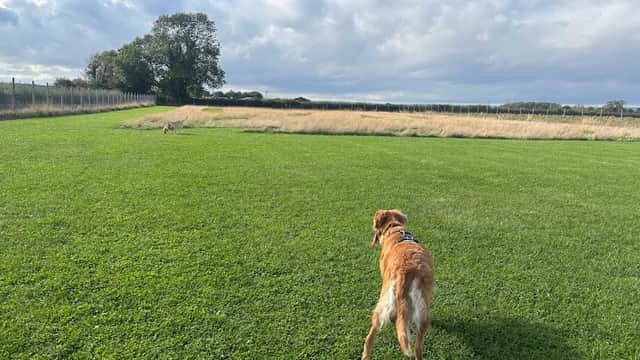 Dog Field - Park in malton