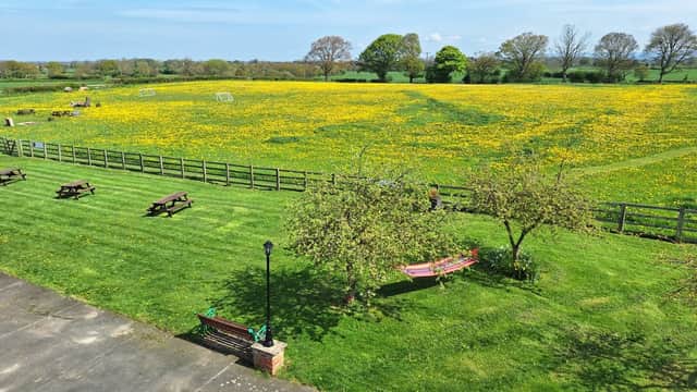 Osprey Meadow - Campsite in exelby