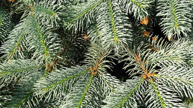 Close-up of lush green Christmas tree branches with delicate needles and hints of pine cones.