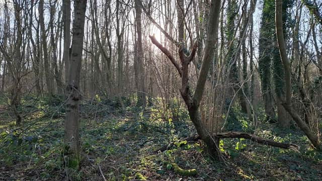 Sunlight filters through bare trees in Birkham Woods, highlighting lush green undergrowth and twisted branches.
