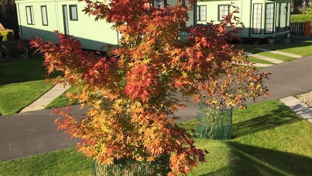 Colorful autumn tree in the foreground with holiday cabins and a clear blue sky in the background at River Laver Holiday Park.