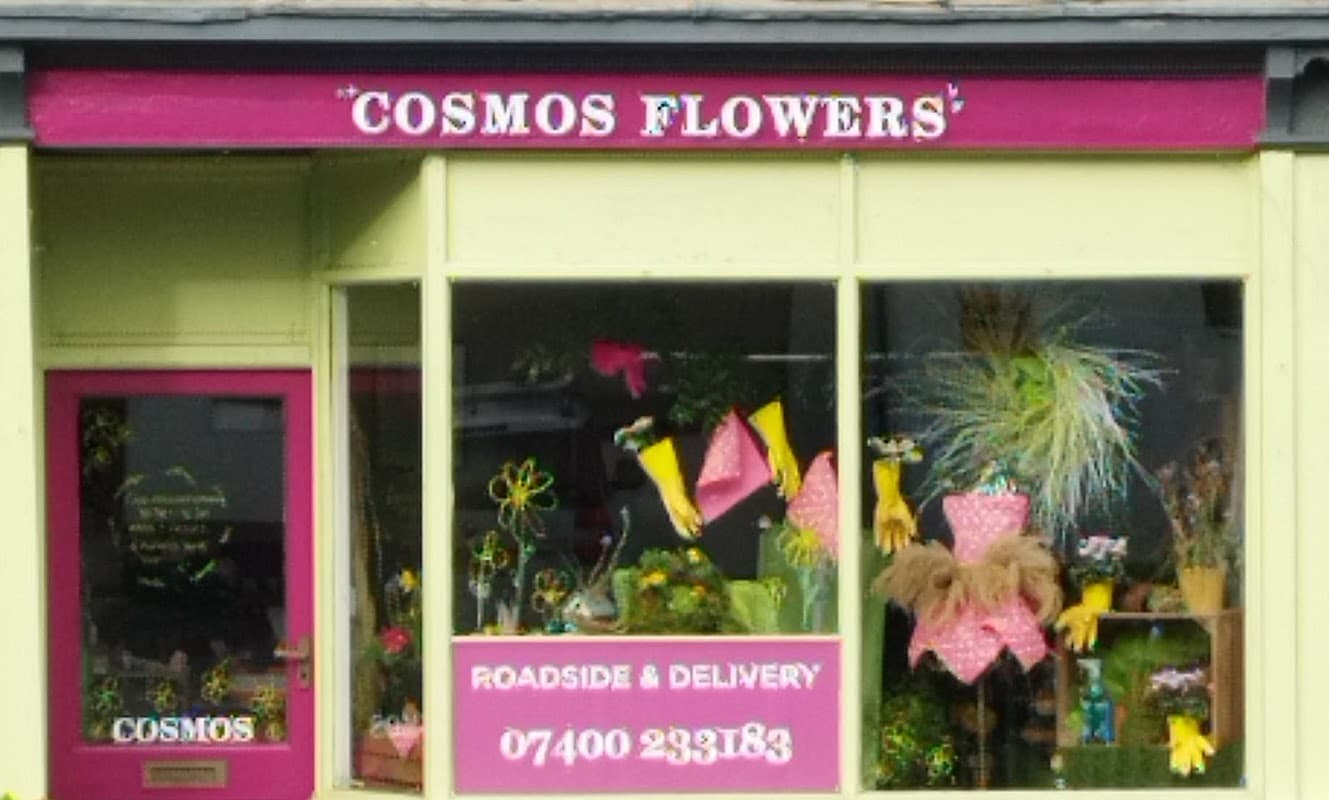 Cosmos Flowers