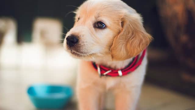 Kingsway Veterinary Group - Vets in skipton