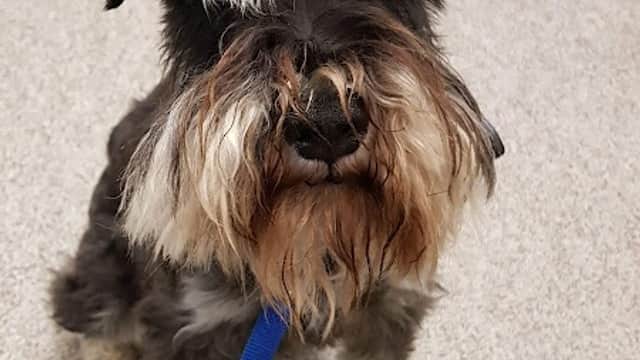A scruffy black and gray dog with a distinctive beard sits on a gray floor, wearing a blue leash.