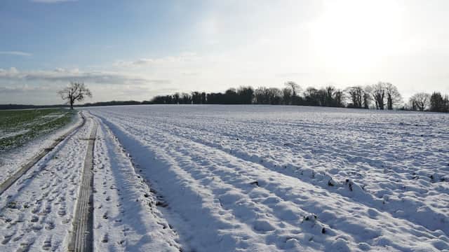 Snow-covered fields stretch under a bright sky, with a lone tree on the horizon and tire tracks in the snow.