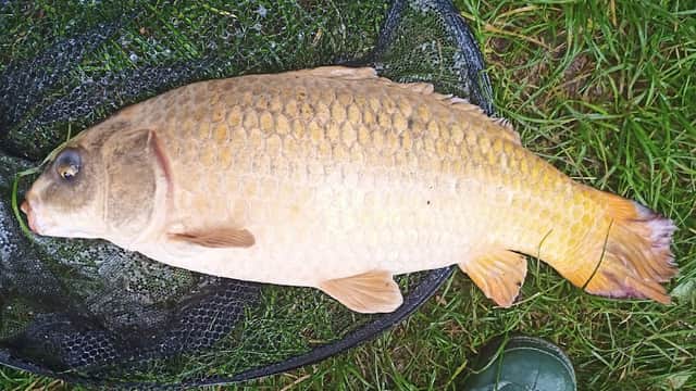 A large golden fish lies on a black netting, with green grass and a rubber boot visible in the background.