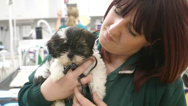 Norwood Veterinary Group - Vets in beverley