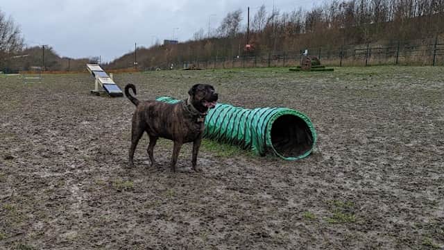 Unleashed Dog Park - Pontefract - Park in pontefract