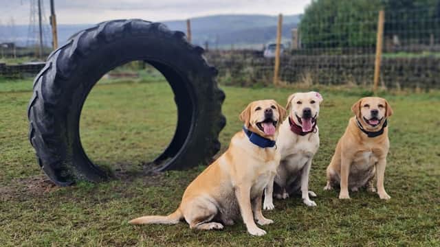 Three happy Labrador retrievers sit in a grassy field next to a large tractor tire, with hills in the background.