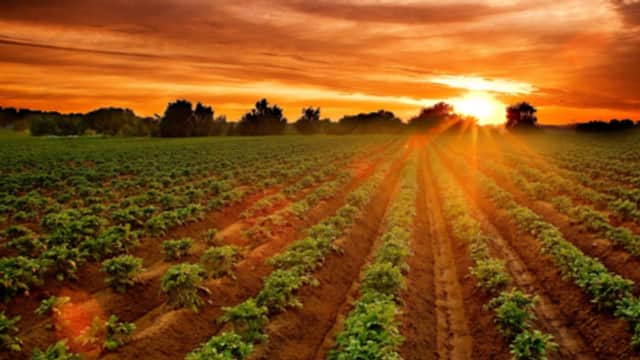 Sunset over lush potato fields with rows of green plants under a vibrant sky in Burton Fleming, Yorkshire.
