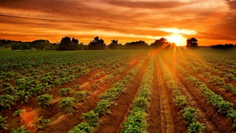 Sunset over lush potato fields with rows of green plants under a vibrant sky in Burton Fleming, Yorkshire.