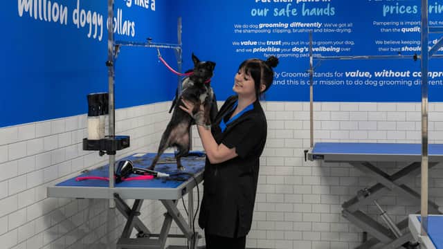 A groomer holding a small dog in a bright, blue pet grooming shop with grooming tables and motivational wall text.