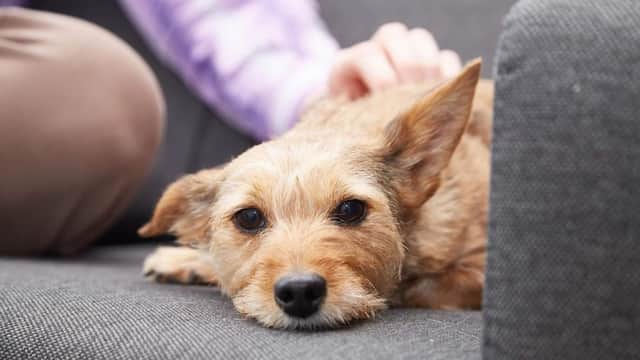 Beechwood Veterinary Hospital - Doncaster - Vets in doncaster