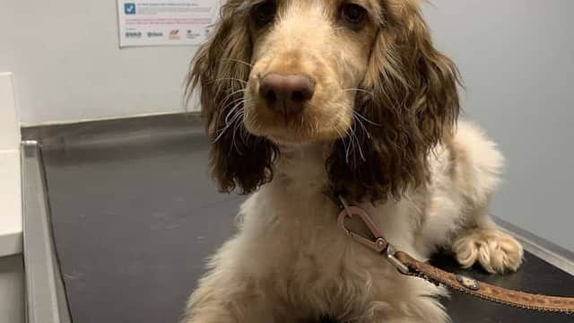 Vets For Pets Barnsley - Vets in barnsley