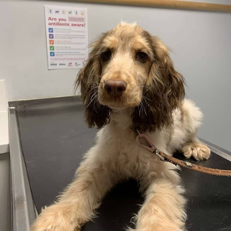 Vets For Pets Barnsley