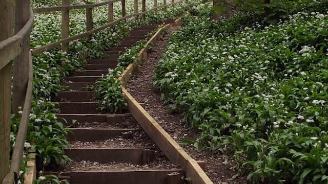 Winding wooden steps ascend through lush greenery and white wildflowers in Millington Wood, Yorkshire.