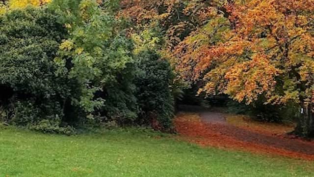 Colorful autumn foliage surrounds a grassy area in Chelsea Park Playground, with trees shedding leaves.
