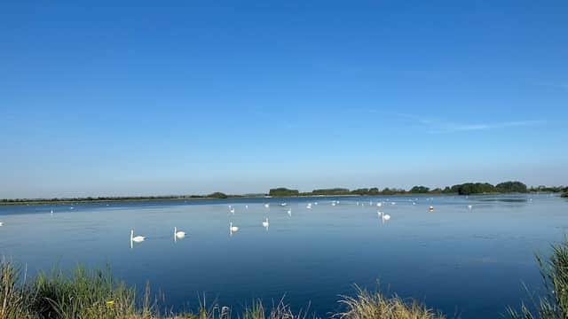 Serene lake scene with swans gliding on the water, surrounded by lush greenery under a clear blue sky.