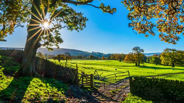 Sunlight filters through trees, illuminating lush green fields and a rustic gate in a serene Yorkshire landscape.
