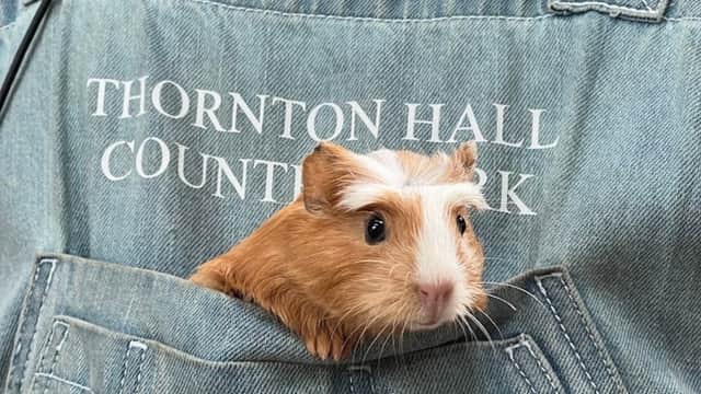 Thornton Hall Country Park - Attraction in thornton in craven