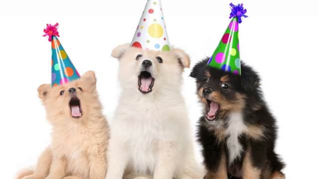 Vets for Pets - Selby - Vets in selby
