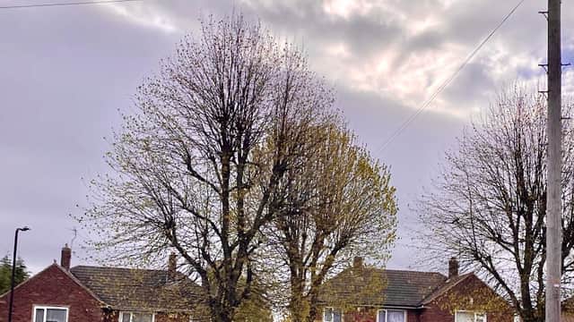 Thomas Street Park - Park in mexborough