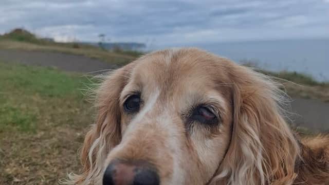 Clevedale Veterinary Practice, Whitby - Vets in whitby