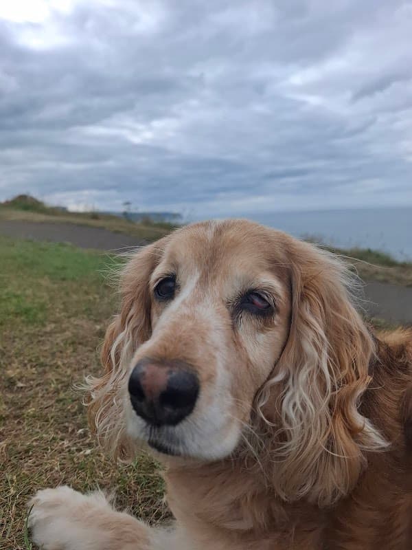 Clevedale Veterinary Practice, Whitby