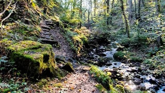 Lush green forest path beside a gently flowing stream, dappled sunlight filtering through the trees.