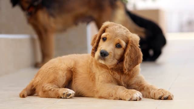 Stokesley Veterinary Practice - Vets in stokesley