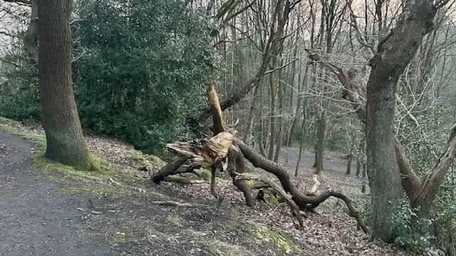 Velociraptor Tree - Historic Site in headingley
