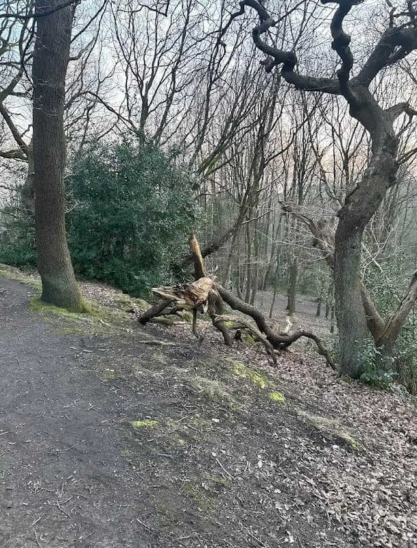 Velociraptor Tree
