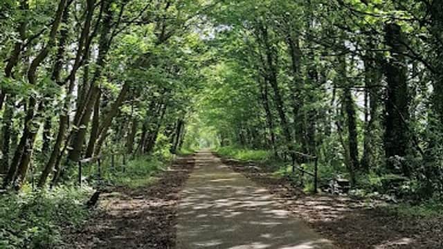 Lush green trees line a serene pathway, creating a tranquil, shaded walkway in South Yorkshire Forest.