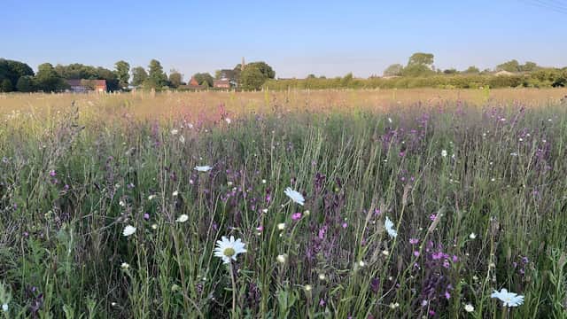 Wildflower meadow with daisies and purple blooms under a clear blue sky, with distant trees and buildings.
