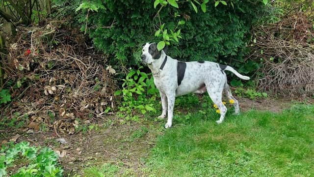 Vets4Pets - Bradford Idle (Eccleshill) - Vets in bradford