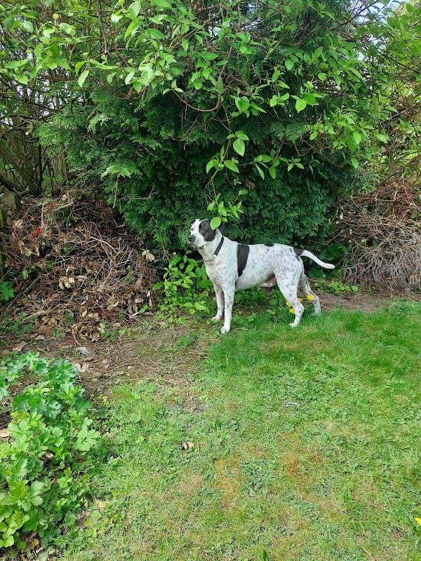 Vets4Pets - Bradford Idle (Eccleshill)