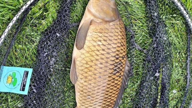 Large fish resting on a black net, surrounded by green grass in a natural setting.