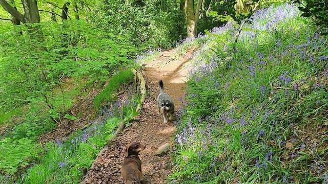 Two dogs walking along a narrow path surrounded by lush green trees and bluebell flowers in Upper Cumberworth.