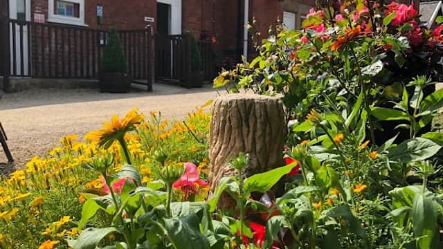 Colorful flowers in bloom with a tree stump in the foreground and a brick building in the background under a blue sky.