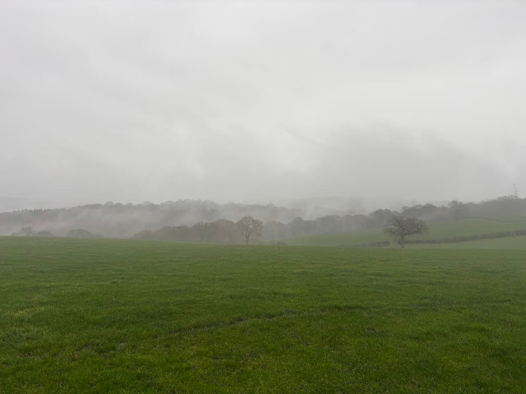 Liley Wood