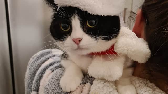 Cherry Tree Cattery - Vets in farsley