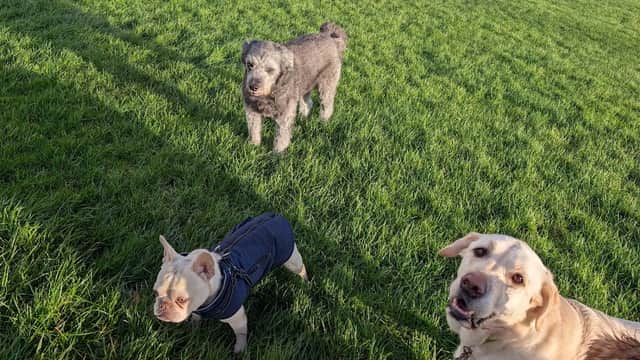 Currer Laithe Dog Park - Park in keighley