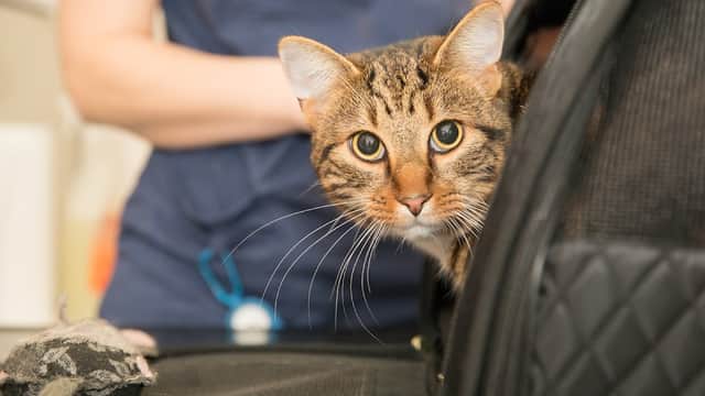 Hallam Veterinary Centre Crookes - Vets in sheffield