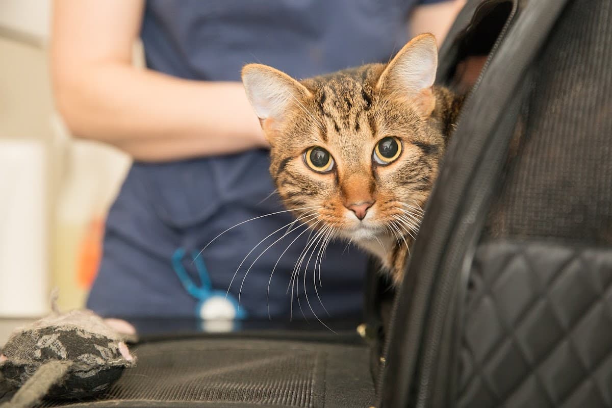 Hallam Veterinary Centre Crookes