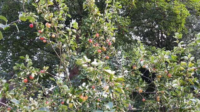 Friends of Highfields Community Orchard - Park in huddersfield
